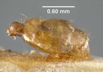 Media type: image;   Entomology 22886 Aspect: abdomen